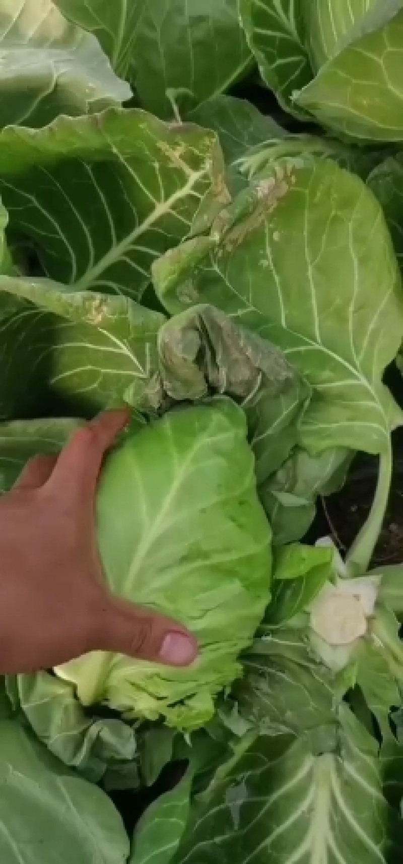 甘蓝