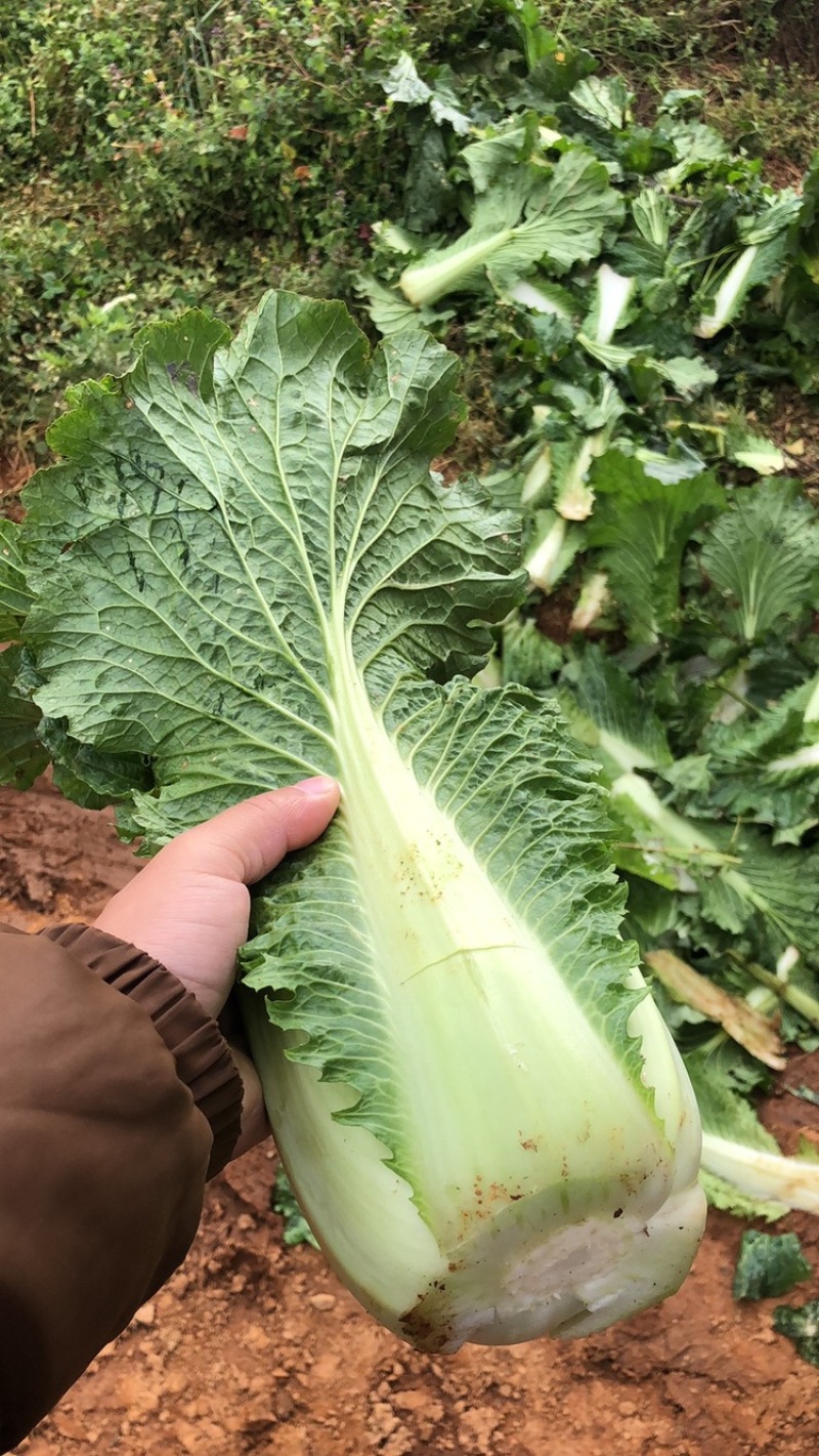 供应优质云南绍菜云南绍菜白菜寻甸绍菜