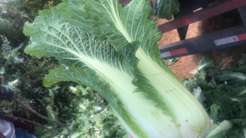 供应优质云南绍菜云南绍菜白菜寻甸绍菜