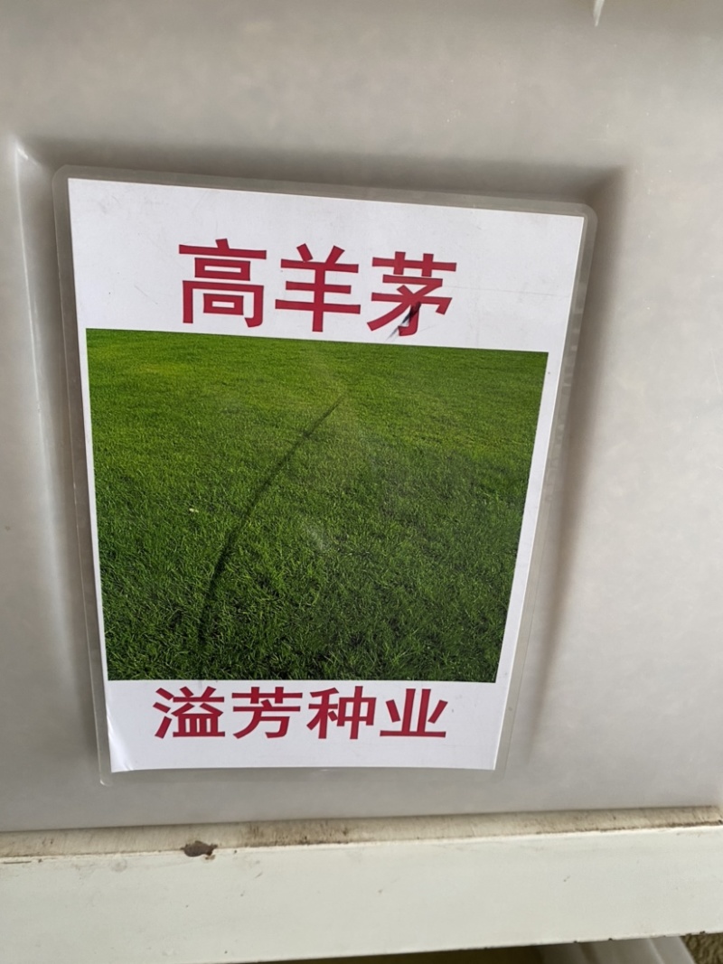 进口四季常青草种高羊茅草坪种子四季青早熟绿化种耐踏