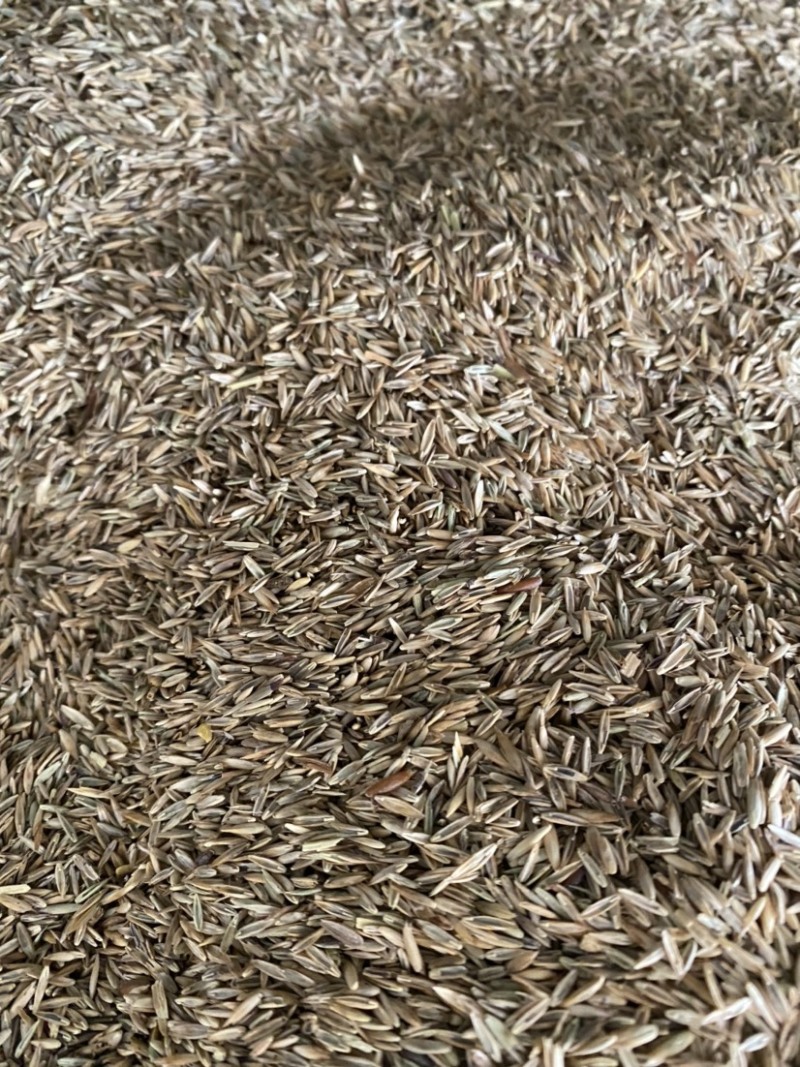 进口四季常青草种高羊茅草坪种子四季青早熟绿化种耐踏