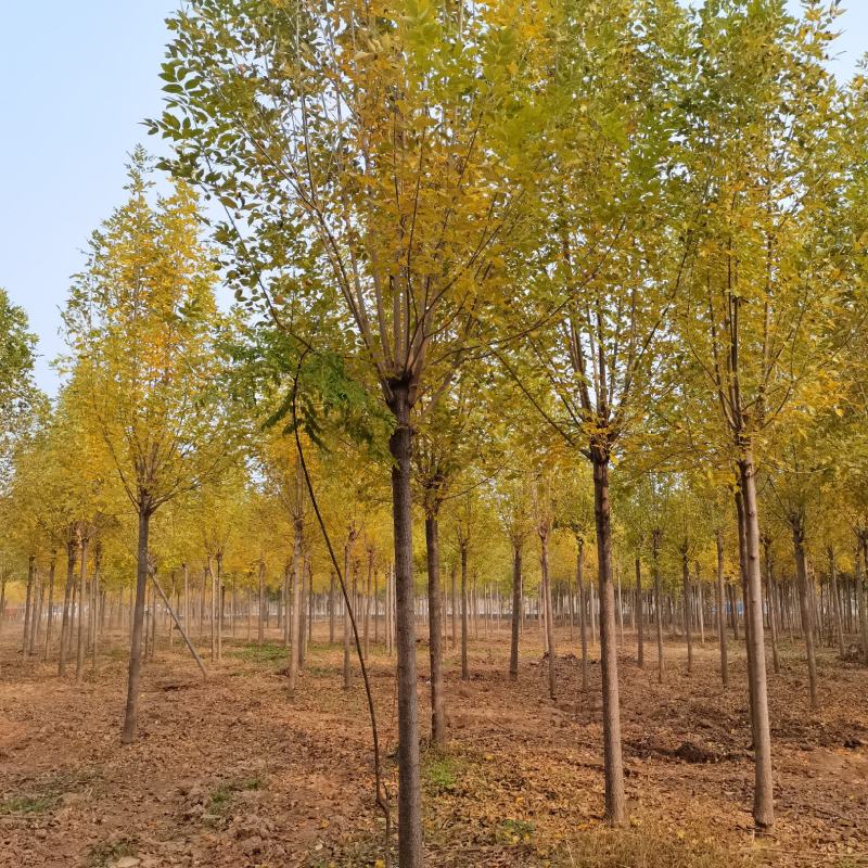 【优质苗木】白蜡10公分12公分13公分15公分白蜡，