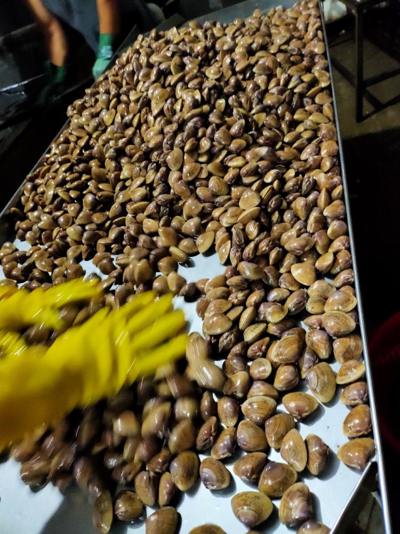 东港当地大黄蚬子黄蛤黄皮子视频看货厂地批发零售可团购接单