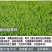 进口四季常青草种高羊茅草坪种子四季青早熟绿化种耐踏