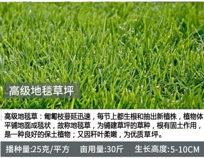进口四季常青草种高羊茅草坪种子四季青早熟绿化种耐踏