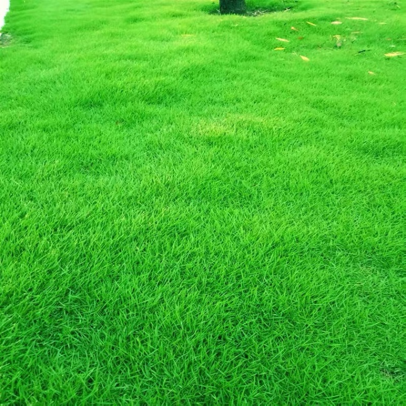 进口四季常青草种高羊茅草坪种子四季青早熟绿化种耐踏