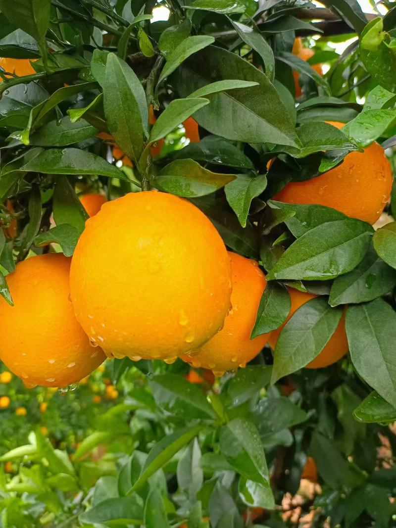 脐橙赣南脐橙橙子安远脐橙支持产地代办一件代发落地可开发票