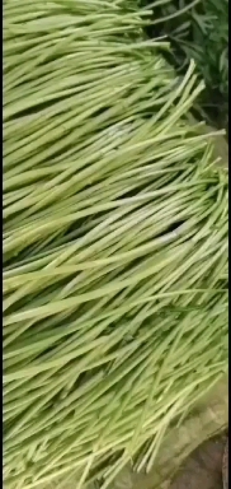 精品芦蒿常年供应净芦蒿毛芦蒿