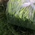 精品芦蒿常年供应净芦蒿毛芦蒿