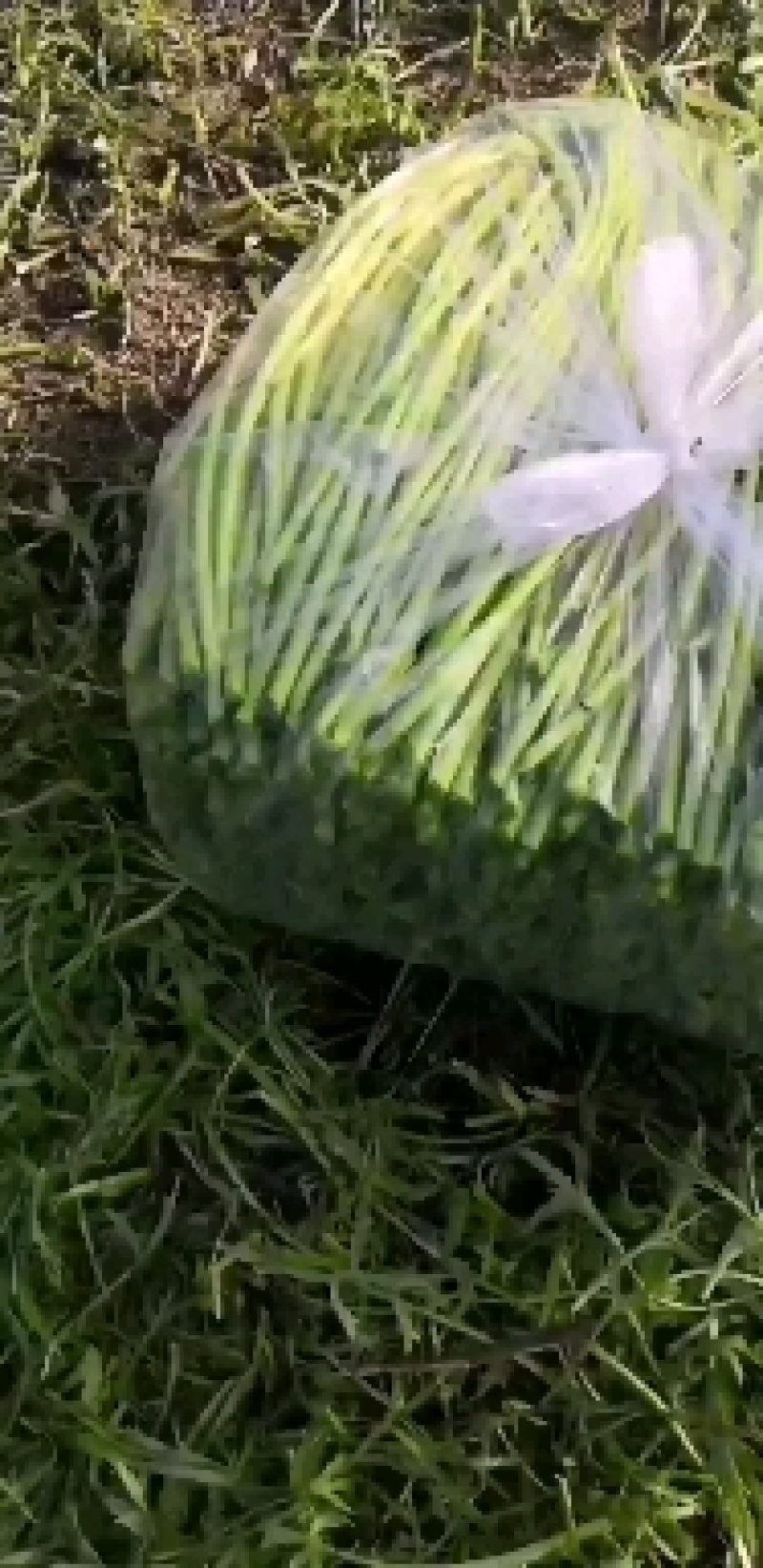 精品芦蒿常年供应净芦蒿毛芦蒿