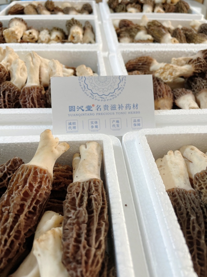 新鲜羊肚菌高原羊肚菇反季干货菌子煲汤养生头茬羊肚菌