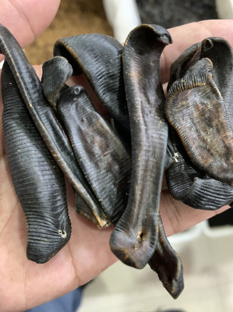 【一手货源】吊杆水蛭蚂蟥清水吊杆水蛭货源稳定