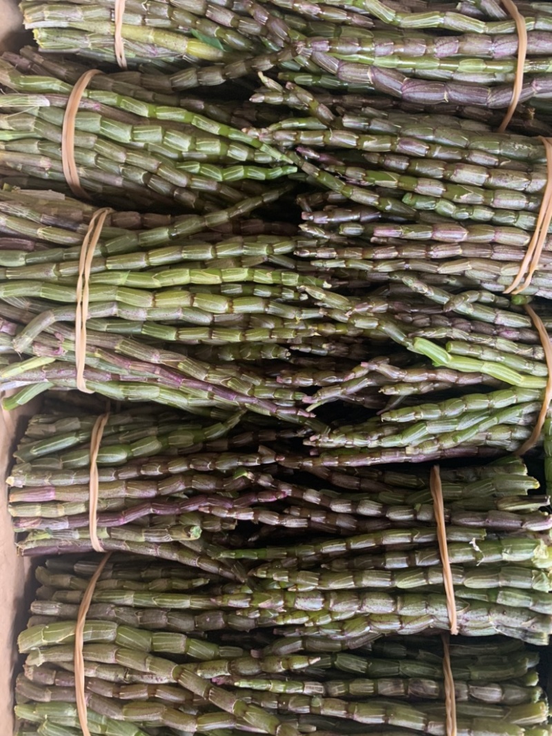 铁皮石斛鲜条，基地直销、现剪现发、条粗，胶质好