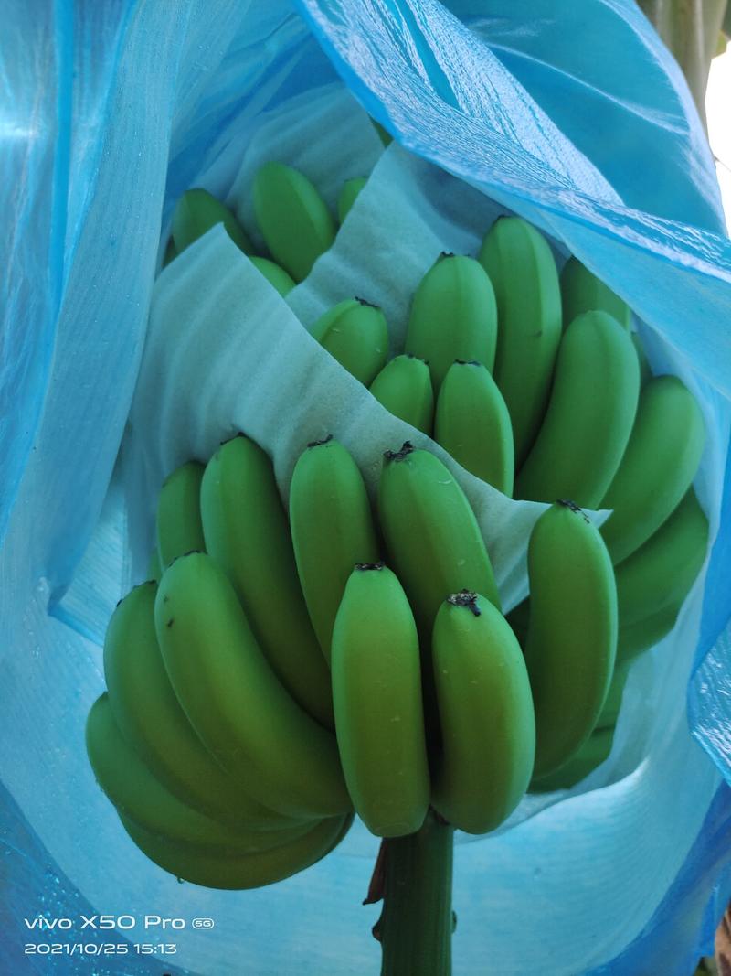 云南红河高原香蕉大量上市，一手货源，产地直供