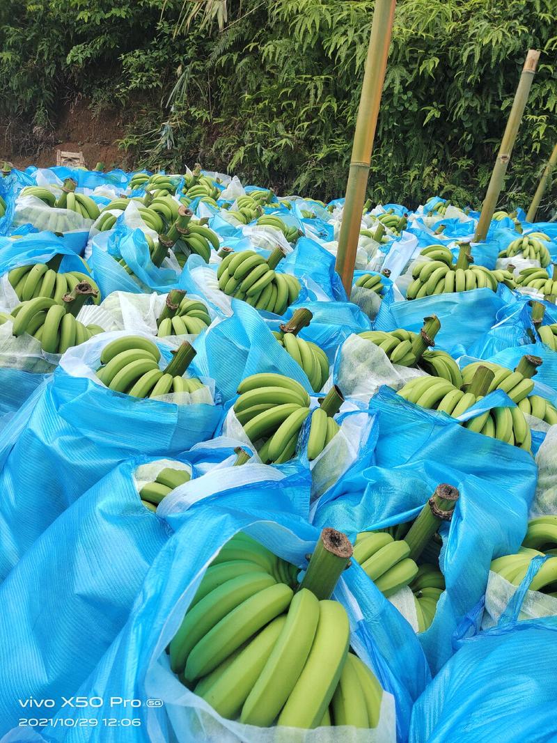 云南红河高原香蕉大量上市，一手货源，产地直供