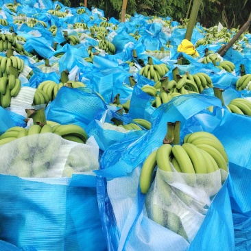 云南红河高原香蕉大量上市，一手货源，产地直供