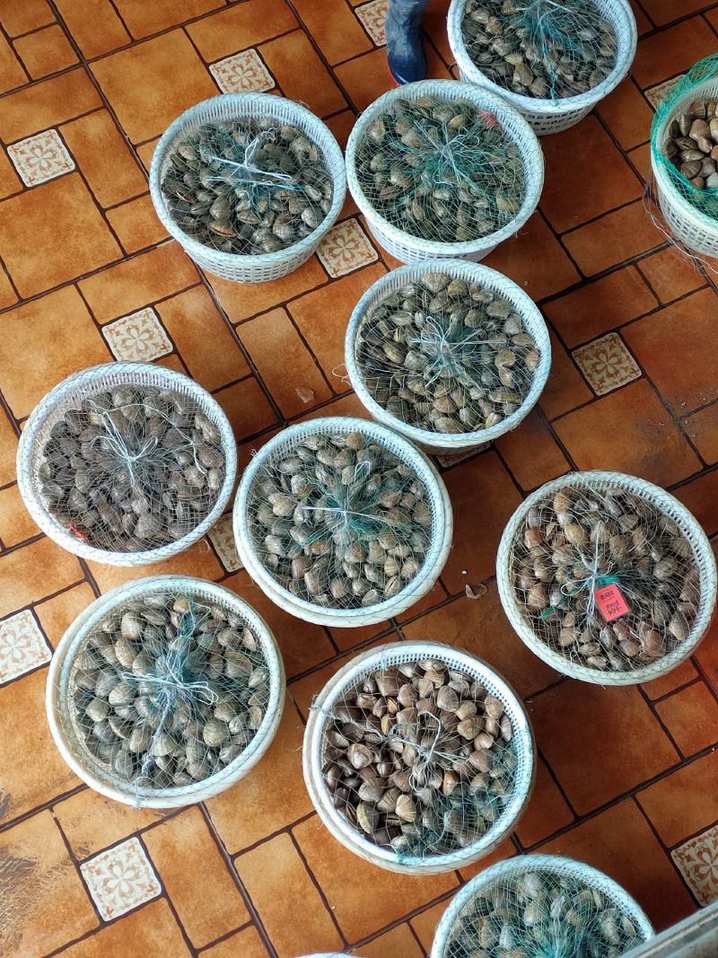 朝鲜边贸大黄蚬子大文贝文蛤可视频看货产地直供支持线上交易