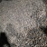 云南高山茶油老品种野生茶籽油无霉籽空壳自榨