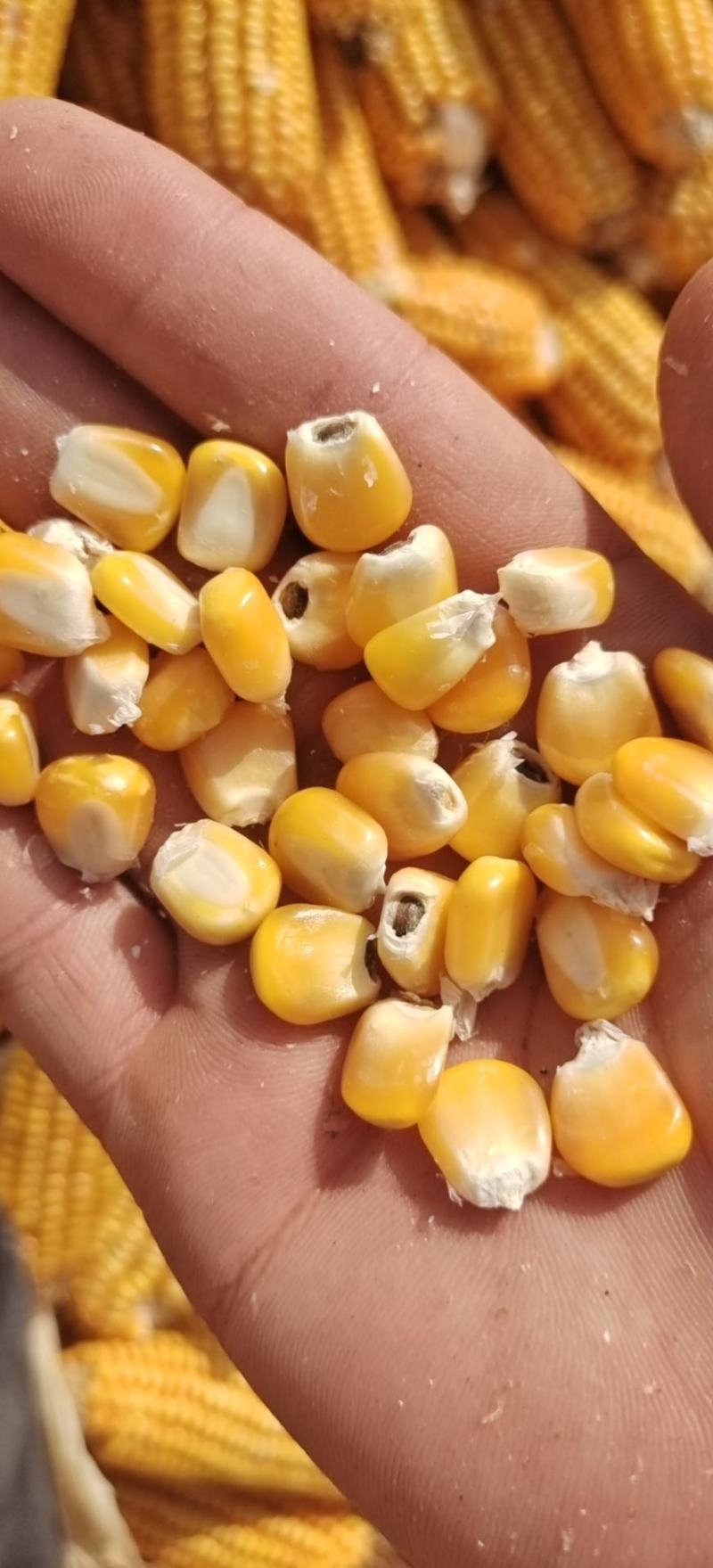 玉米粒湿玉米粒红轴玉米粒白轴玉米粒水分低杂质很少