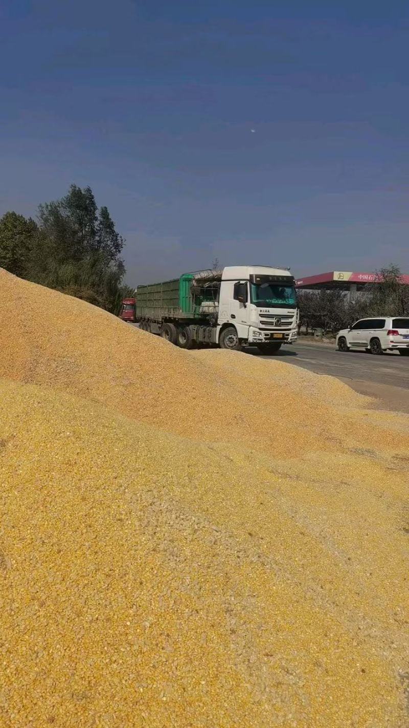 玉米粒湿玉米粒红轴玉米粒白轴玉米粒水分低杂质很少