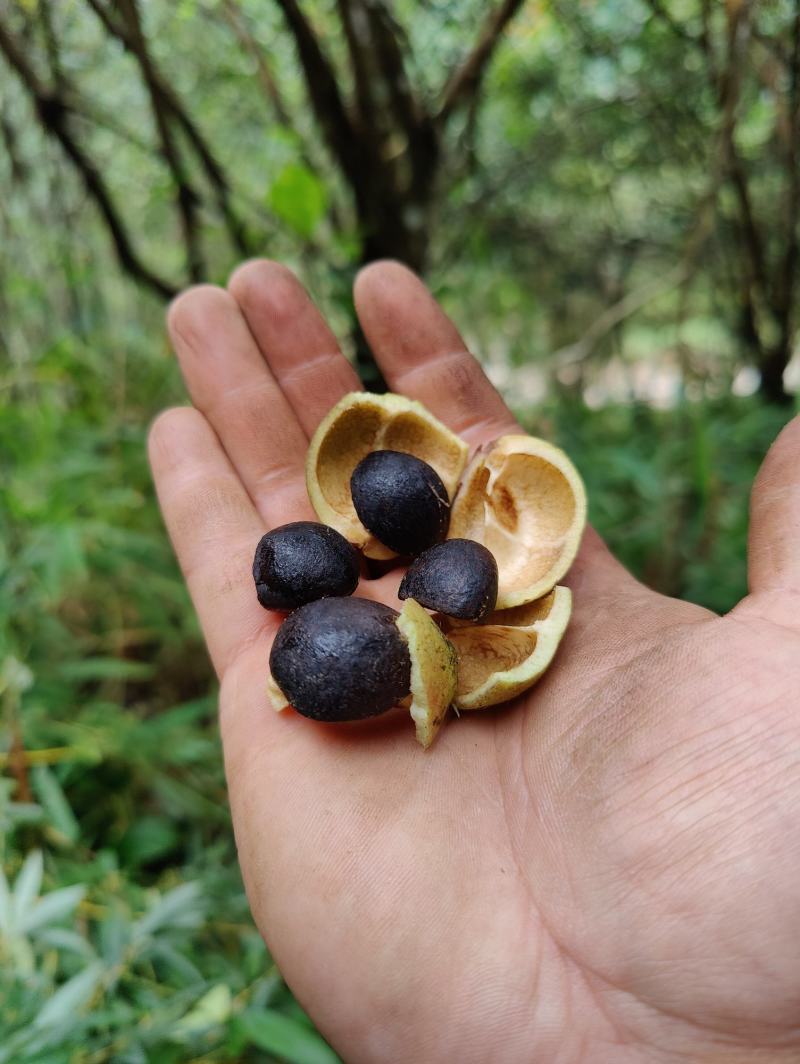 云南高山茶油老品种野生茶籽油无霉籽空壳自榨