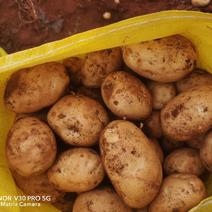 土豆云薯304薯片专用品种（黄皮黄肉）