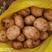 土豆云薯304薯片专用品种（黄皮黄肉）