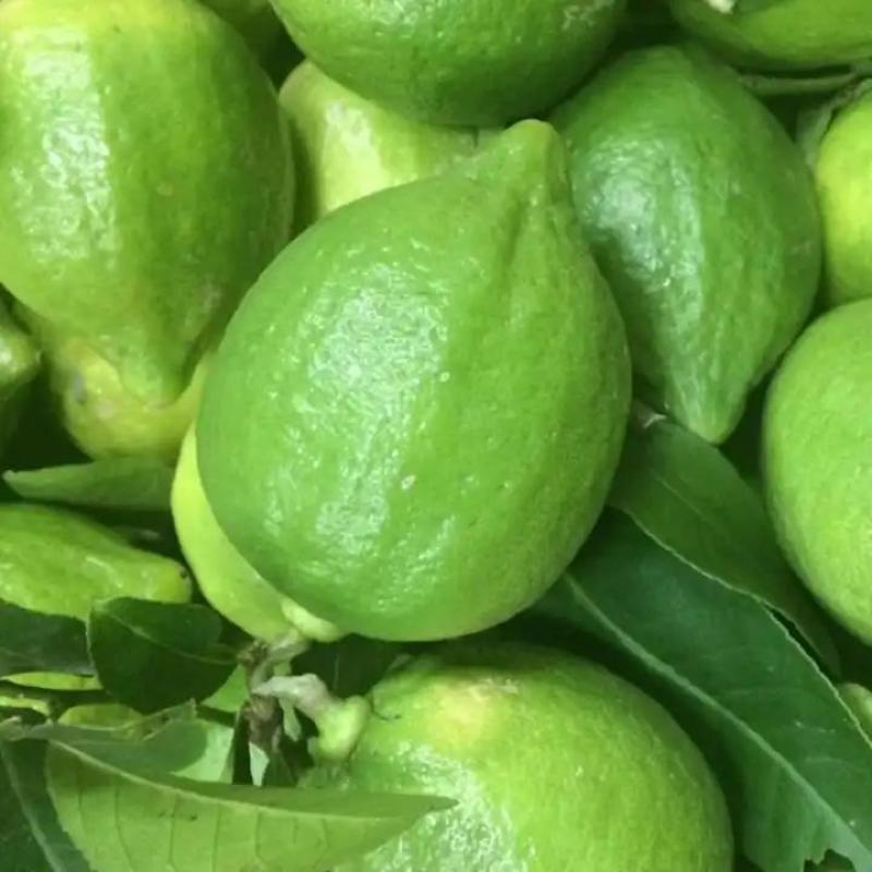 广东香水柠檬苗