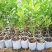 广东香水柠檬苗