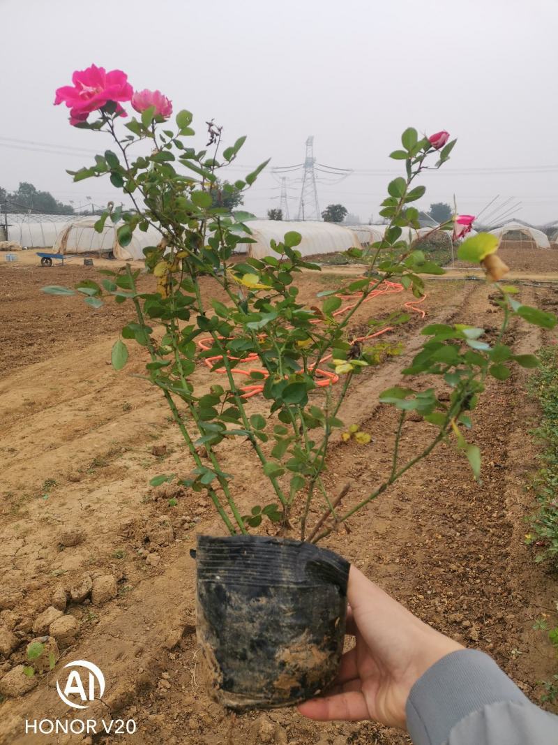 基地常年供应丰花月季，品种多花色全，自产自销，货源充足