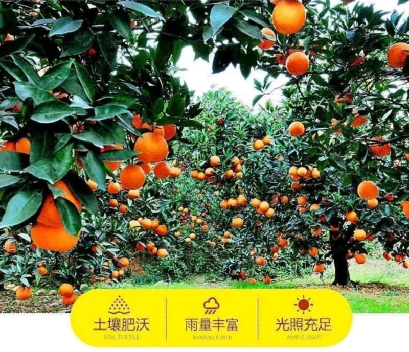 【真实报价】爱媛38号果冻橙，无核甜蜜多汁，果园直供