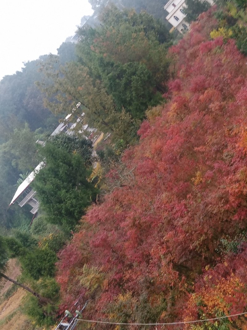 大量销售鸡爪槭树