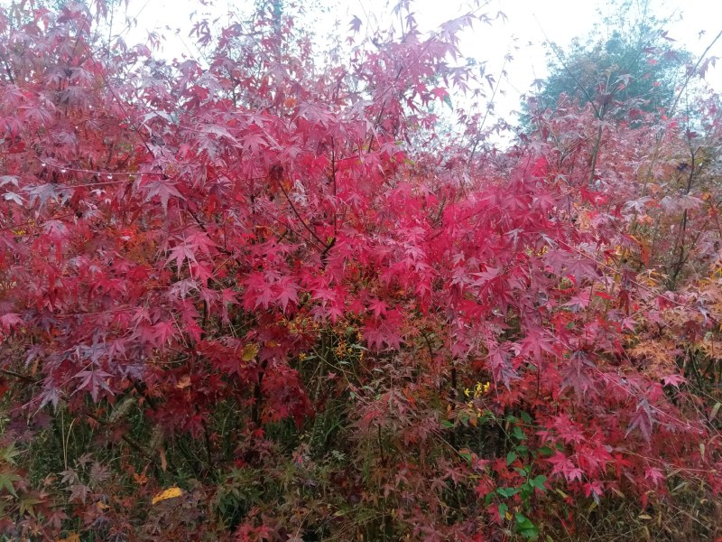大量销售鸡爪槭树