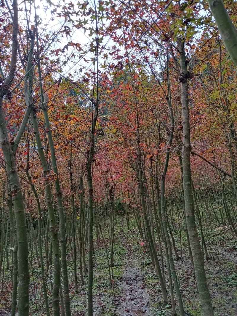 大量销售鸡爪槭树