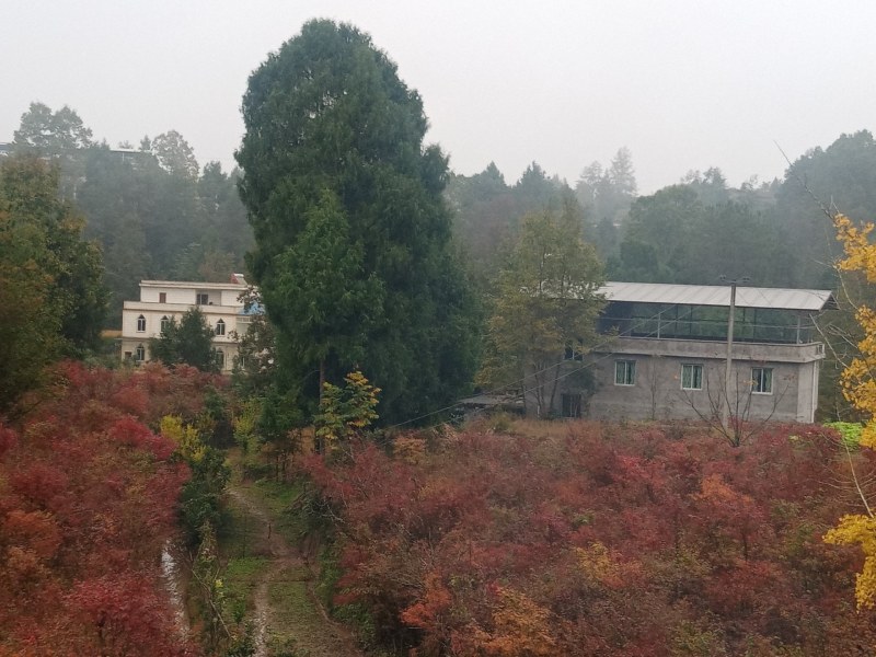 大量销售鸡爪槭树