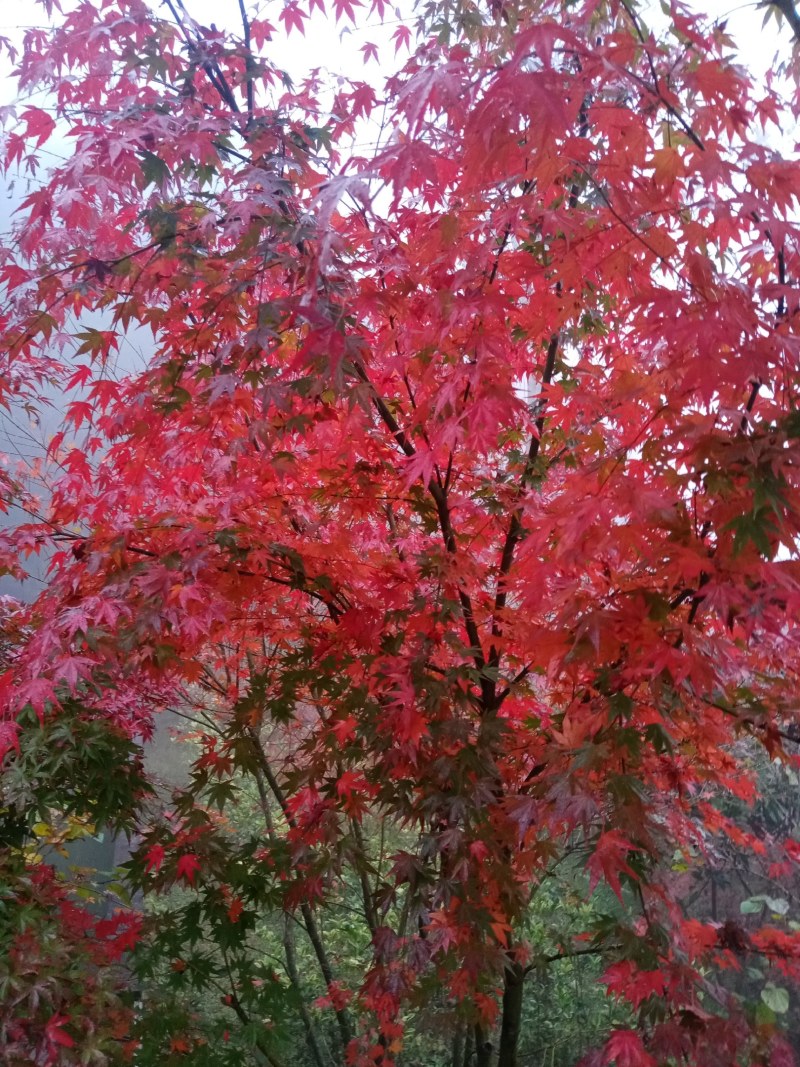 大量销售鸡爪槭树