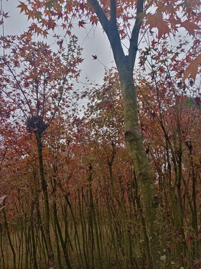 大量销售鸡爪槭树