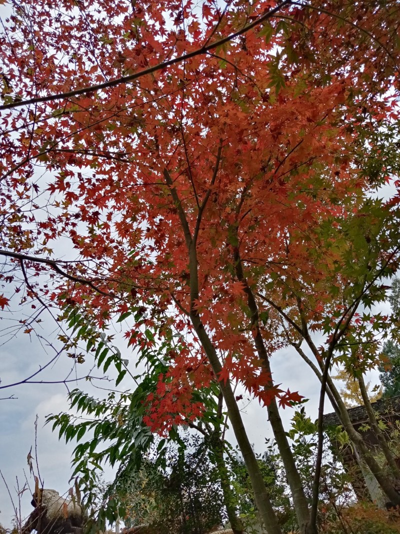 大量销售鸡爪槭树