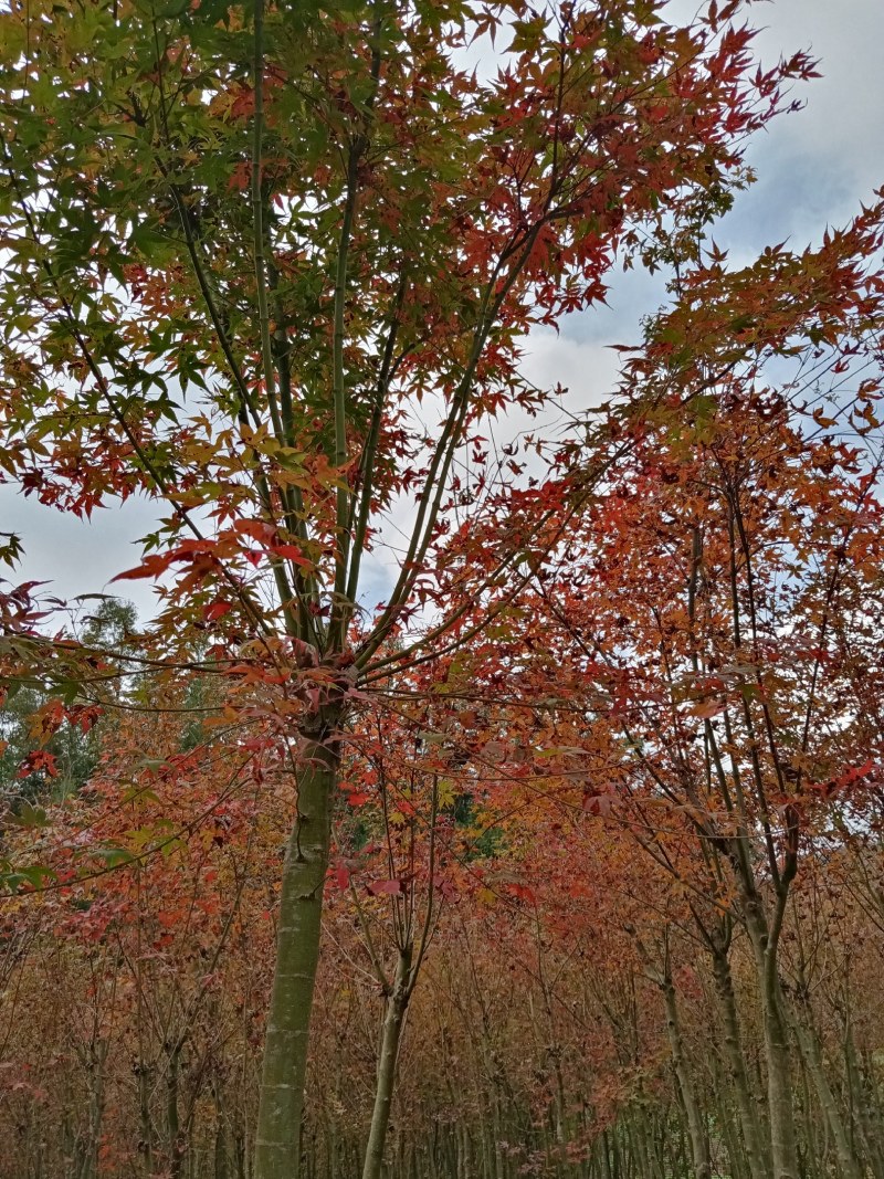 大量销售鸡爪槭树