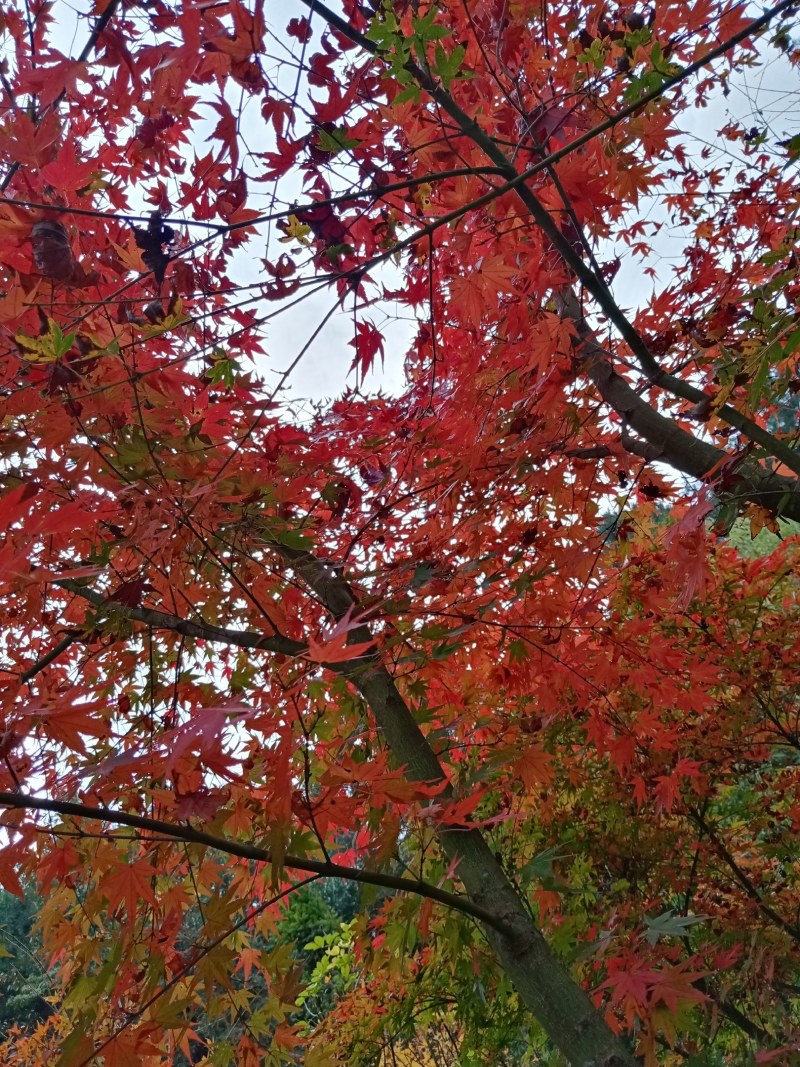 大量销售鸡爪槭树