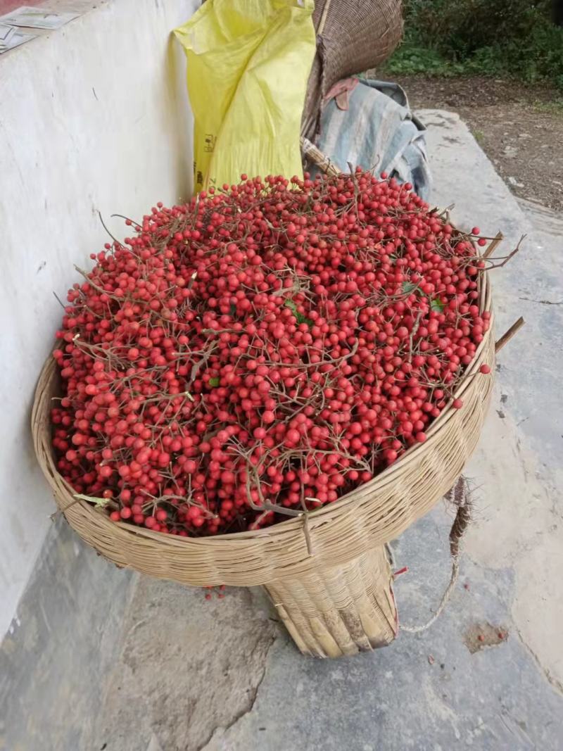 中国梦木质食用油山桐子树苗现挖保湿供应品质保证