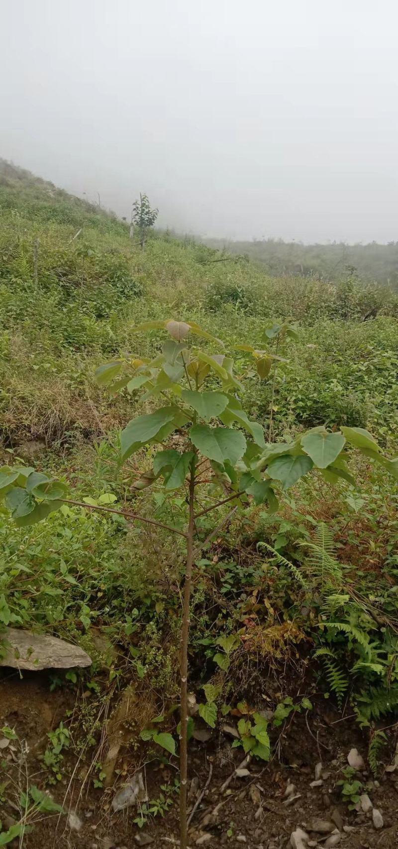 中国梦木质食用油山桐子树苗现挖保湿供应品质保证