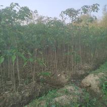 中国梦木质食用油山桐子树苗现挖保湿供应品质保证