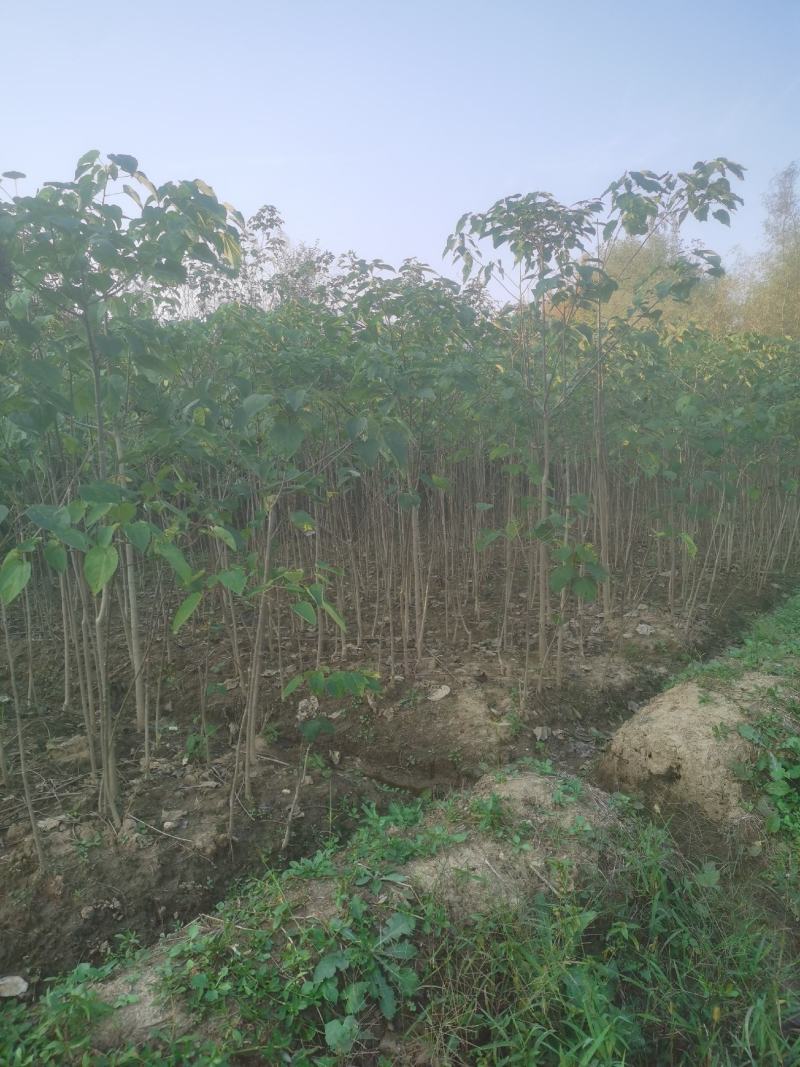 中国梦木质食用油山桐子树苗现挖保湿供应品质保证