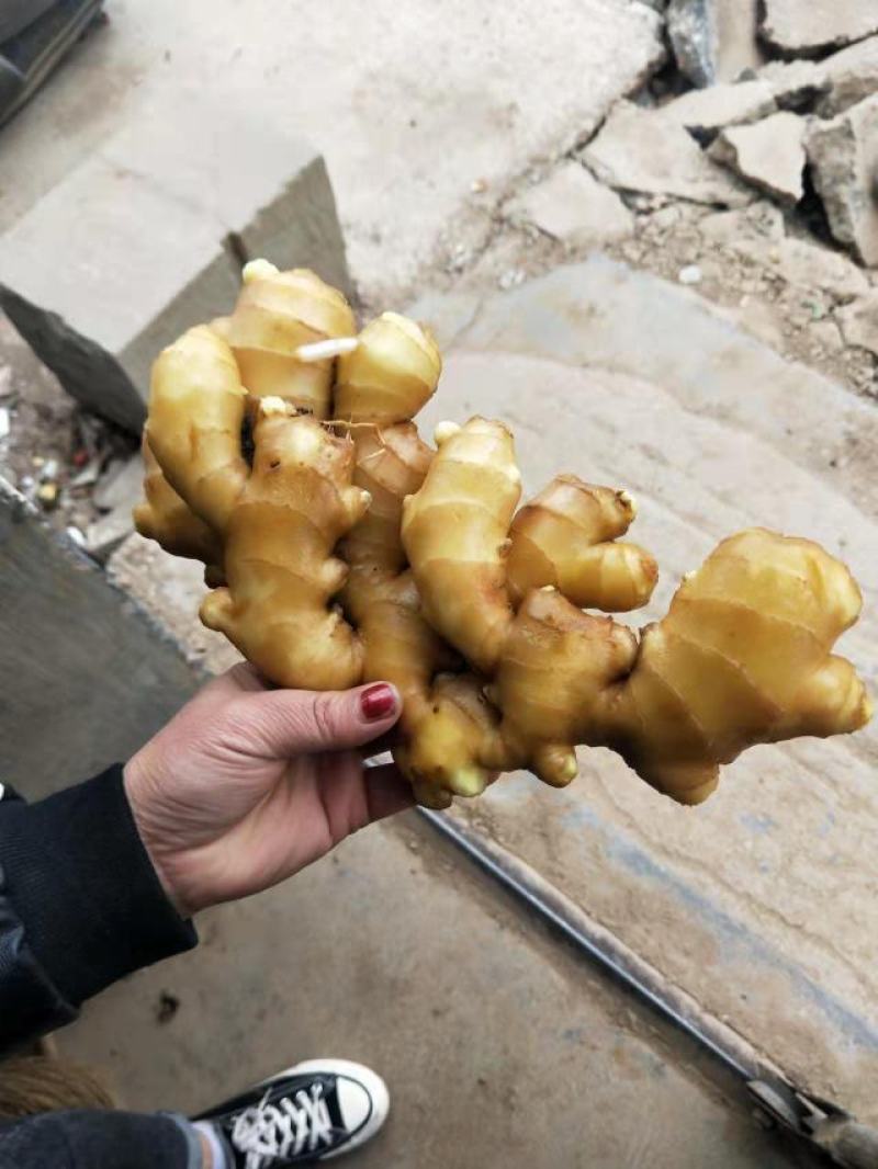 山东生姜产地直销，代存代发，保质保量，全国发货。