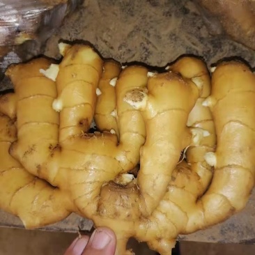 山东生姜产地直销，代存代发，保质保量，全国发货。