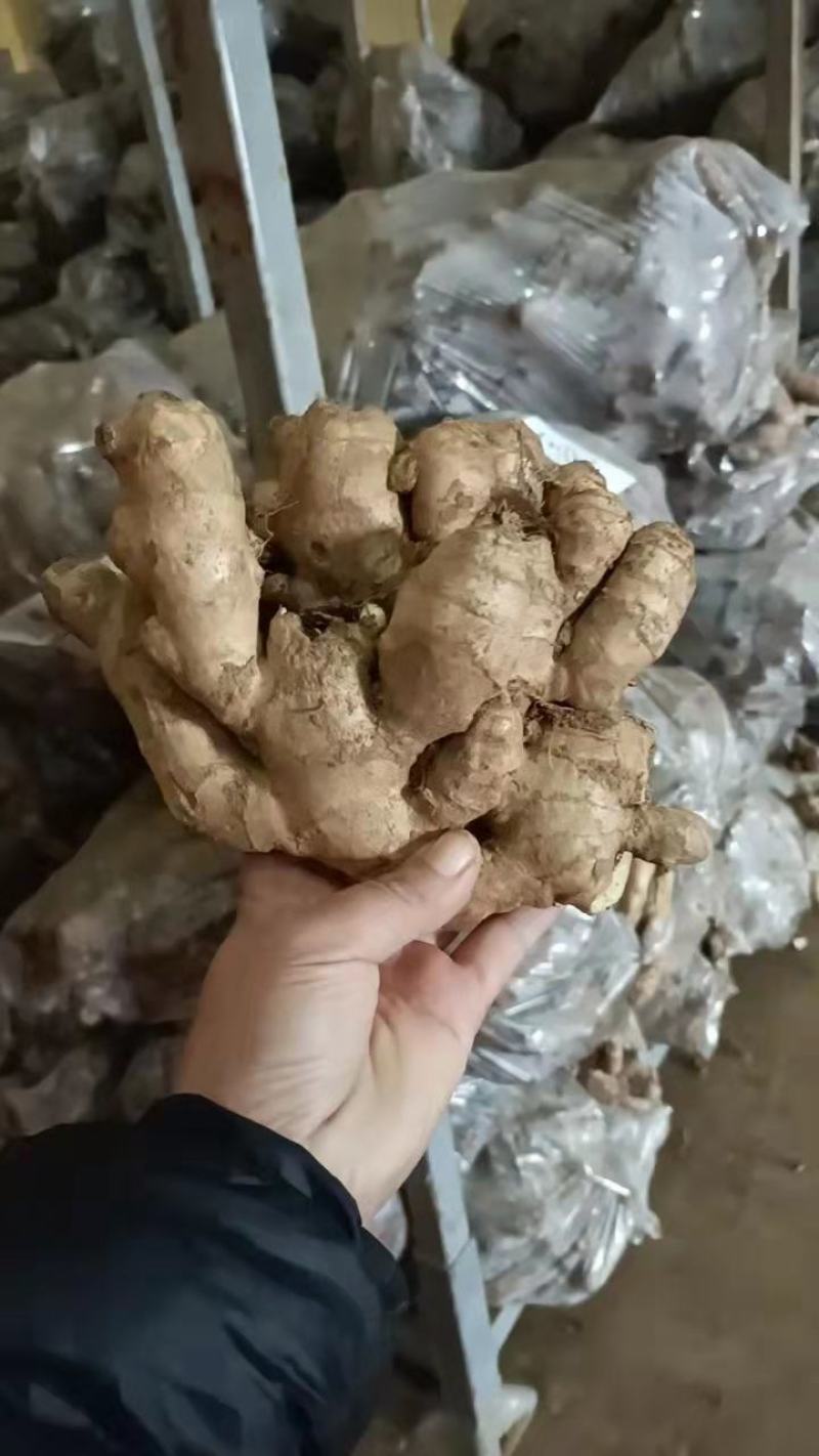 山东生姜产地直销，代存代发，保质保量，全国发货。
