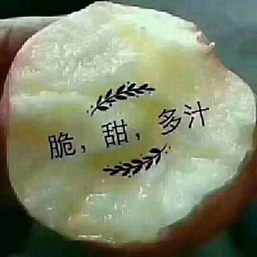 山西临猗膜袋冰糖心苹果，对接电商，超市，加工厂