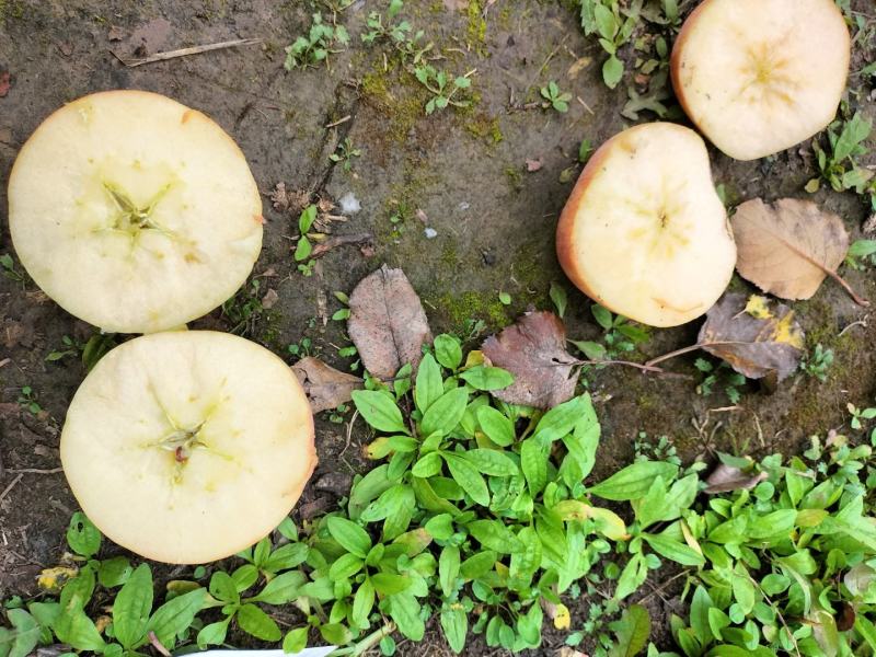 山西临猗膜袋冰糖心苹果，对接电商，超市，加工厂