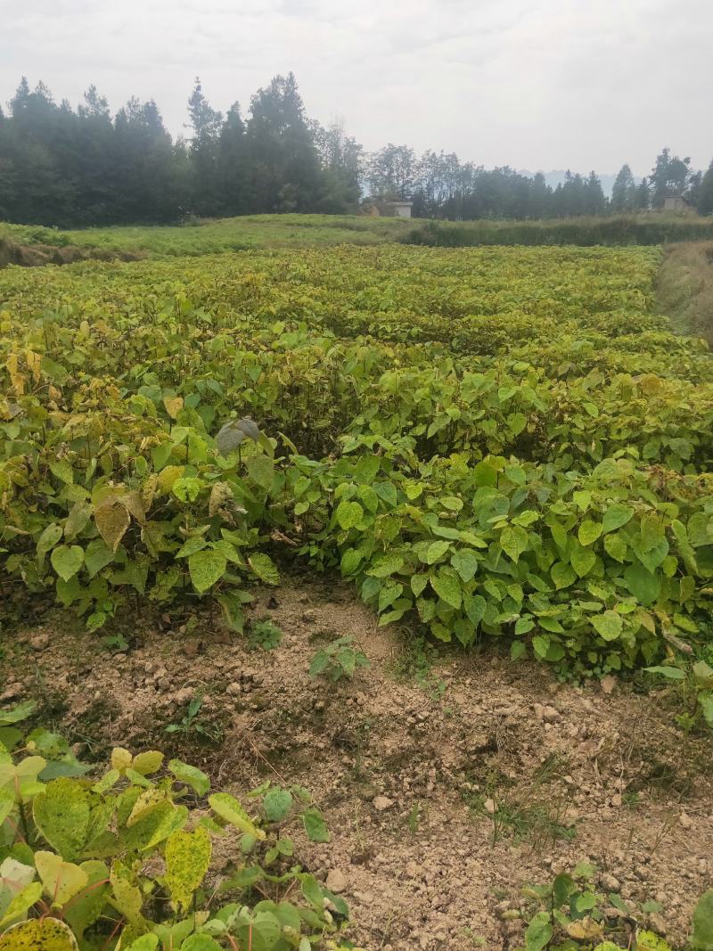 珙桐苗珙桐小苗当年苗20公分到150公分
